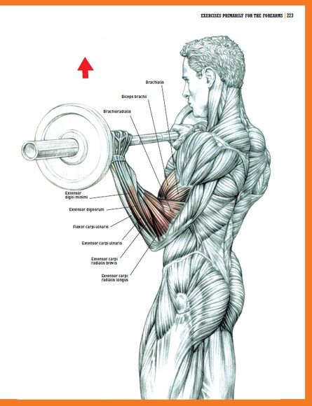 His best-selling Strength Training Anatomy has sold over 1 million copies, and now Frdric Delavier provides a more advanced way of creating power and mass. Helping accelerate progress, The Strength Training Anatomy Workout II features 60 exercises, 19 stretches, and 9 programs with 1,200 full-color photos and 160 illustrations. billjohnson217 Forearm Workout At Home, Strength Training Anatomy, Bicep And Tricep Workout, Forearm Workout, Muscle Anatomy, Workout Chart, Triceps Workout, Body Anatomy, Biceps Workout