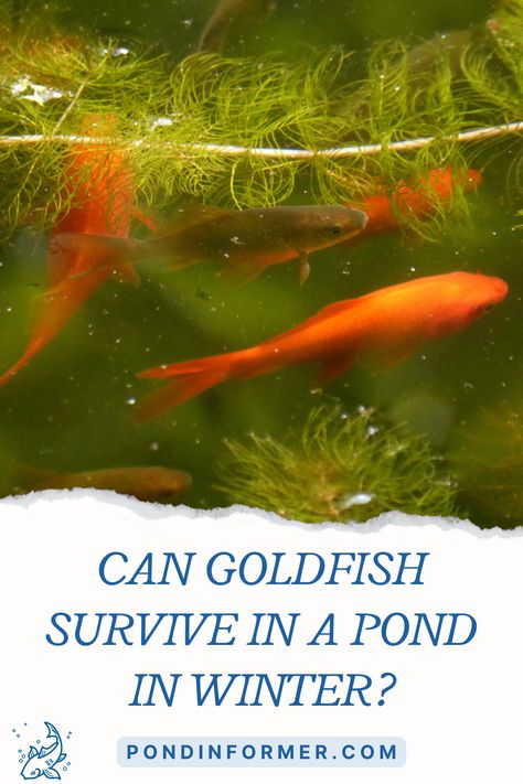 Can goldfish survive in a pond in winter? Learn our detailed answer at Pond Informer. #pondinformer #goldfish #survival #winter #pond Goldfish Breeding, Common Goldfish, Goldfish Pond, Frozen Pond, Outdoor Ponds, Pond Fish, Winter Survival, Overwintering, Stock Tank