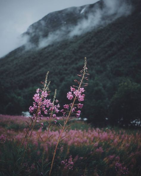 Moody Norway 🌸 beautiful picture from @livingitrural Theme Nature, Image Nature, Nature Aesthetic, Pretty Places, Nature Travel, Beautiful Photography, Nature Beauty, Beautiful World, Pretty Pictures