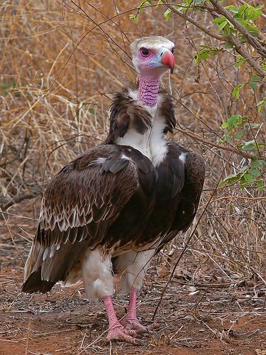 White-headed Vulture (Trigonoceps occipitalis) White Headed, Kruger National Park South Africa, Exotic Animals, Kruger National Park, Exotic Birds, Bird Pictures, Birds Tattoo, Pretty Birds, Colorful Birds