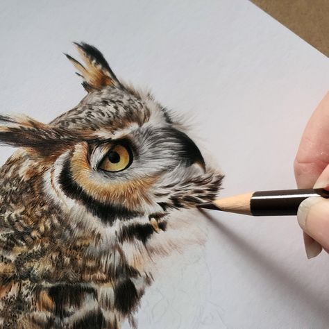 Color Pencil Art Nature, Bird Color Pencil Drawing, Owl Watercolor, Graphite Art, Colored Pencil Artwork, Owl Eyes, Art Pencils, Pets Drawing, Owls Drawing