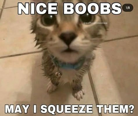 Funny Videos Of Cats, Cats Pfp, Aesthetic Cats, Ninja Cats, Cat Pfp, Cat Drawings, Cats Funny, Cat Wallpaper, Your Crush