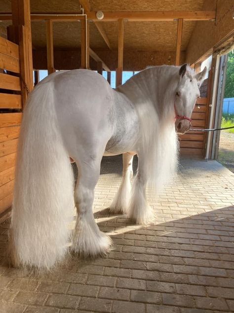 Galineers Cob Horse, Rare Horses, Cute Horse Pictures, Beautiful Horse Pictures, Dream Horse, Horse Aesthetic, Most Beautiful Horses, Friesian Horse, Majestic Horse