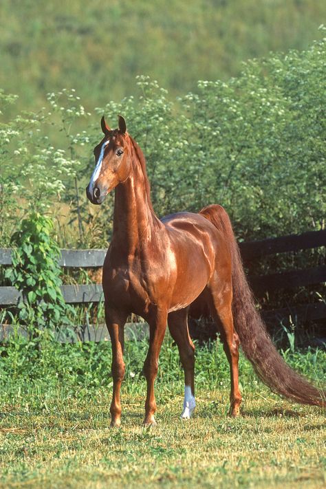 Horse Types, Saddlebred Horses, American Saddlebred Horses, Horse Movies, Horse Arena, American Saddlebred, Horse Camp, Eventing Horses, Horse Inspiration