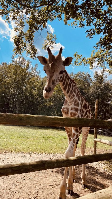 Cute Giraffe Pictures, Giraffe Aesthetic, Cute Giraffes, White Giraffe, Giraffe Pictures, Giraffe Art, Cute Giraffe, Animal Pics, 2025 Vision