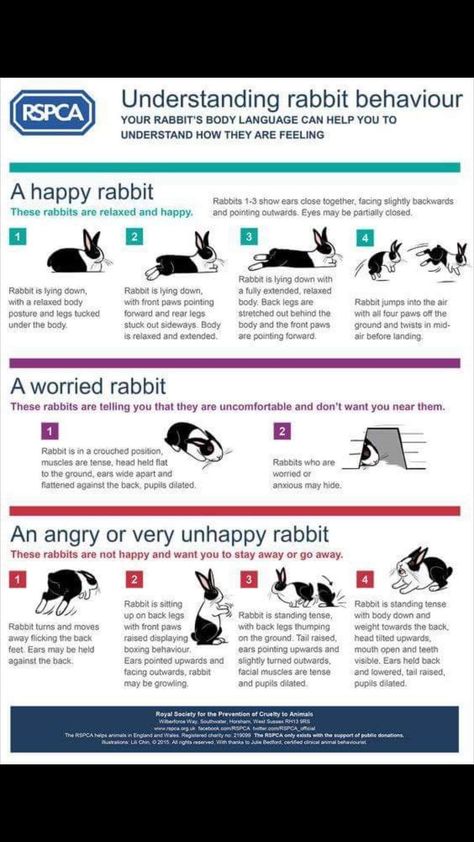 Rabbit Care For Beginners, Bunny Care For Beginners, How To Take Care Of A Bunny, Bunny Language, Bunny Hacks, Rabbit Tricks, Bunny Tips, Bunny Care Tips, Rabbit Pose