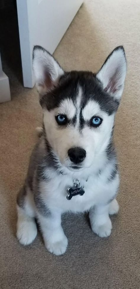 Husky Puppy Training, Caine Husky, Husky Drawing, Husky With Blue Eyes, White Siberian Husky, Husky Puppies For Sale, Baby Huskies, Cute Husky Puppies, Dogs White