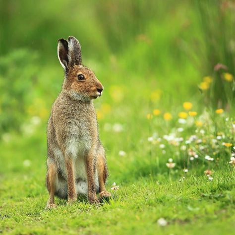 10 amazing animal species native to Ireland Irish Hare, Ireland Facts, Irish Elk, Hare Animal, Connemara Pony, National Animal, Red Deer, Irish Setter, Animal Species