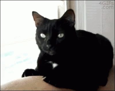 Cat Does Not Like Cheese GIF - Cats Barf Vomit - Discover & Share GIFs Cat Vomit, A Black Cat, Funny Cat Videos, Dog Gifs, Cat Gif, Animal Gifs, Cool Cats, Animals And Pets, A Black