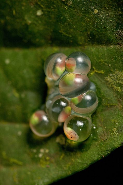 Glass frog eggs. Incredible! Glass Frogs, Pet Frog, Frosch Illustration, Frog Eggs, Micro Realism, Insect Eggs, Pet Frogs, Glass Frog, Pond Life