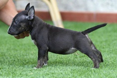 Little black Bull Terrier Black Bull Terrier, Bull Terrier Funny, Mini Bull Terriers, Miniature Bull Terrier, Bull Terrier Puppy, Nanny Dog, Bully Dog, Labrador Retriever Puppies, English Bull Terriers