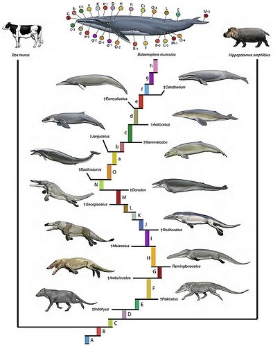 A phylogenetic blueprint for a modern whale Ancient Animals, Illustration Photo, Paleo Art, Extinct Animals, Prehistoric Creatures, Charles Darwin, Scientific Illustration, Prehistoric Animals, Stargate