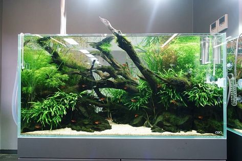 60cm Aquascape, 100 Gallon Aquarium, Desktop Aquarium, Fish Aquarium Decorations, Fish Tank Themes, Aqua Tank, Fish Tank Terrarium, Aquascape Design, Fish Tank Design