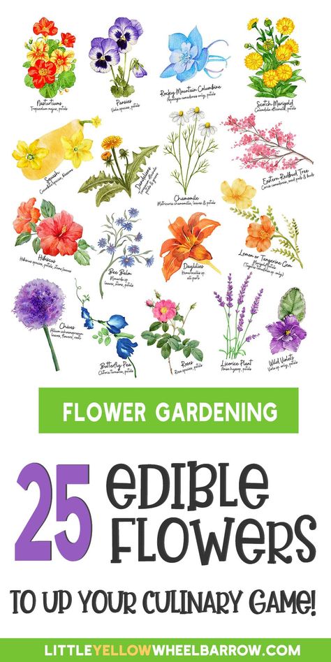 Edible Flowers Salad, Meals From The Garden, Edible Flowers List Of, Edible Flower Garden Design, Edible Wildflowers, Editable Flowers, Food Inspiration Aesthetic, Growing Edible Flowers, Sweets Business