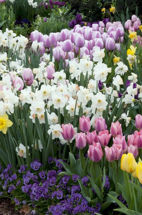 Tulips, Daffodils and Pansies, oh my! Daffodils In Garden, Bulb Garden Design Layout, Pallett Garden, Spring Garden Ideas, Flower Garden Plans, Learning To Dance, Spring Garden Flowers, Dance In The Rain, Dallas Arboretum