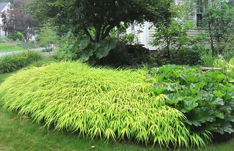 Container Gardening Shade, Hakone Grass, Hakonechloa Macra, Garden Grasses, Japanese Forest, Enchanted Gardens, Perennial Grasses, Asian Garden, Grasses Landscaping