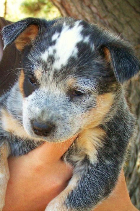 Blue Heeler Puppies For Sale - Blue Heeler Dog Breeders - BertonQh.com Red Heeler Puppies, Queensland Heeler, Blue Healer, Abb Workouts, Cattle Dog Puppy, Heeler Puppy, Puppy Things, Heeler Dogs, Blue Heeler Dog