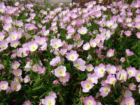 oenothera-speciosa rosea Arkansas Wildflowers, Melbourne Landscaping, Oenothera Speciosa, Heirloom Flowers, Heirloom Garden, Primrose Plant, Farmhouse Flowers, Fall Perennials, Flower Garden Plans