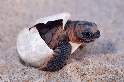 For World Turtle Day on May 23, take a look at adorable baby turtles from around the world. The post 11 Precious Photos of Baby Turtles appeared first on Reader's Digest. Turtle Hatching, Loggerhead Turtle, Baby Sea Turtles, Baby Sea Turtle, Turtle Love, Baby Animals Pictures, Cute Turtles, Baby Turtles, Cute Animal Pictures