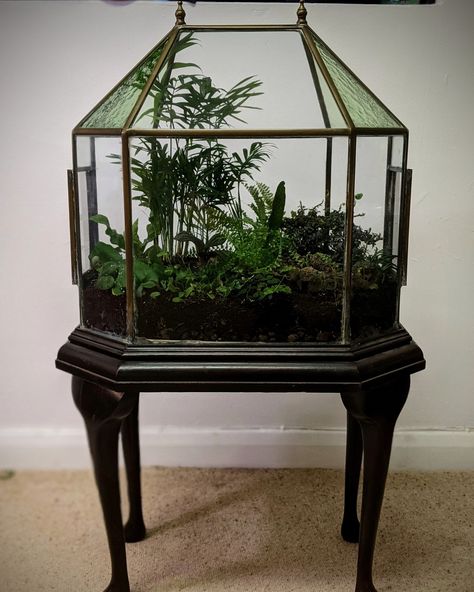 Wardian Case Terrariums, Antique Terrarium, Gothic Terrarium, Terrarium Ideas Diy, Terrarium Furniture, Terrarium Room, Mini Graveyard, Victorian Terrariums, Stained Glass Terrarium