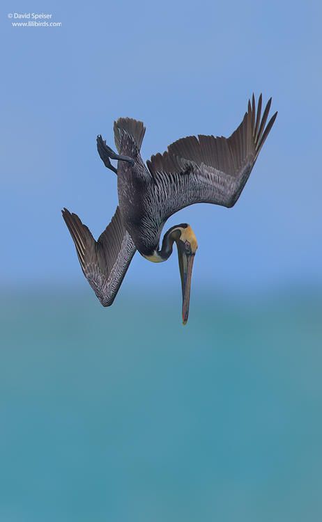 Pelican Flying Drawing, Brown Pelican Drawing, Pelicans Flying, Pelican Tattoo, Ocean Birds, Brown Pelican Painting, Pelicans Flying Over Water, Pelican Art, Brown Pelican