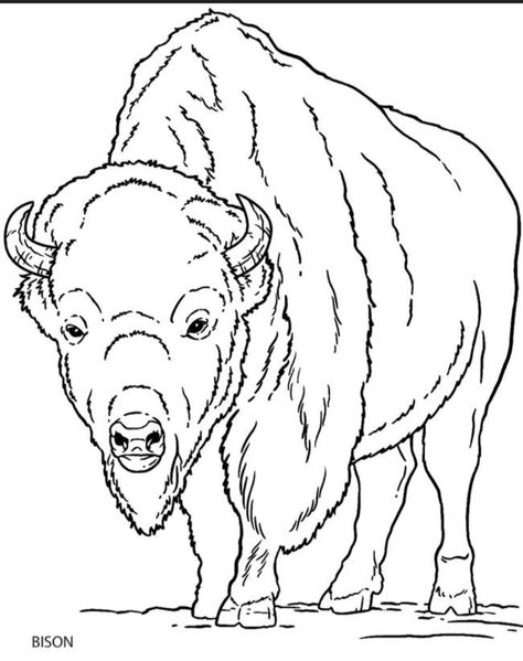 How To Draw A Buffalo, Buffalo Drawing Easy, Bison Drawing, Buffalo Drawing, Animals Of North America, Drawing Easy For Kids, White Bison, Native American Drawing, Buffalo Animal