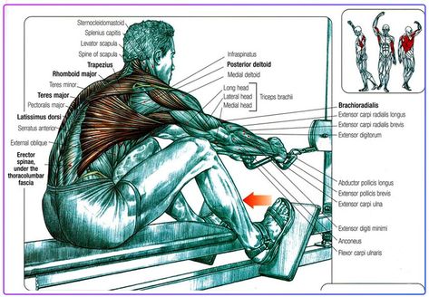 7 Benefits of Rowing Machine Workout: 2023 Workout Guide Rowing Machine Body Transformation, Rowing Machine Workout Benefits Before And After, Rowing Machine Workout Before And After, Rowing Before And After Pictures, Row Machine Workout, Benefits Of Rowing Machine, Rowing Machine Benefits, Rowing Machine Workout Benefits, Rowing Benefits