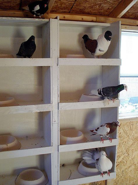 Pigeon loft by mryipyop, via Flickr Diy Pigeon Coop, Pigeon Coop, Pigeon Nesting Boxes Diy, Pigeon Nest, Tumbler Pigeons, Nesting Boxes Diy, Fantail Pigeon, Pigeon Loft Design, Pigeon Cage