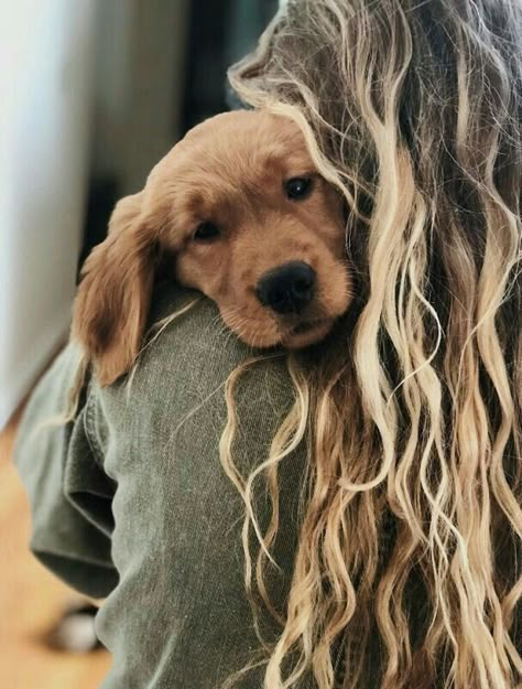 #golden #dog #retriever #cute #goodboy Colorful Hairstyles, Golden Dog, A Dog, Express Yourself, Blonde, Hairstyles, Hair