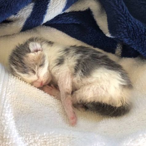 Sick Kitten Ate Dirt To Survive - The Dodo Sick Kitten, Stray Kitten, Newborn Kittens, Mother Cat, Tiny Kitten, Given Up, Wet Cat Food, Dog Blog, Rural Area