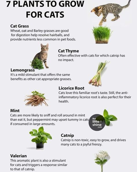 Keep your cats happy, and stop them eating your plants with these cat plants. #cat #catlover #catlife #catplant #plants #plantlife #plantsforcats #happycat Cat Friendly Herbs, How To Keep Cats Out Of Plants, Catio Ideas, Cat Friendly Plants, Cats Happy, Cat Safe Plants, Herb Life, Cat Proofing, Cat Grass