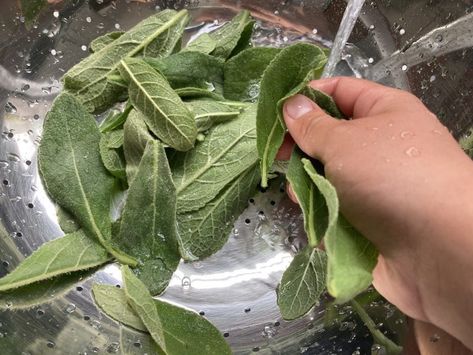 How to Make Mullein Oil for Earaches and Ear Infections Mullein Oil, Mullein Leaf Tea, Thieves Tea, Herbal Living, Chamomile Tea Benefits, Mullein Tea, Ear Oil, Mullein Leaf, Mom Meals