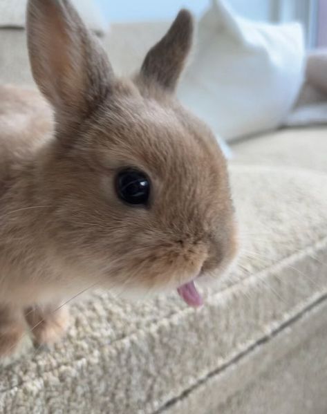 Cute Bunny Pictures, Secret Life Of Pets, Pet Bunny, Bunny Pictures, Pet Rabbit, Cute Animal Photos, Baby Bunnies, Cute Friends