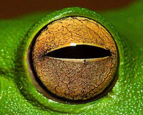 Looking At You  Closeup of a Whitelip Tree Frog Eye at Weipa, Queensland Eye Closeup, Reptile Eye, Lizard Eye, Regard Animal, Foto Macro, Frog Eye, Eye Texture, Eye Close Up, Eyes Wallpaper