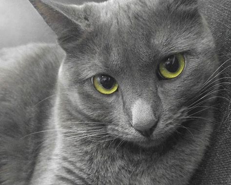 Korat – intriguing cat | DinoAnimals.com Cat Breeds Aesthetic, Korat Cat Aesthetic, Siberian Cat Aesthetic, Cat Gray Aesthetic, Korat Cat, Grey Persian Cat Aesthetic, Domestic Cat Breeds, Most Beautiful Cat Breeds, Beautiful Cat Breeds