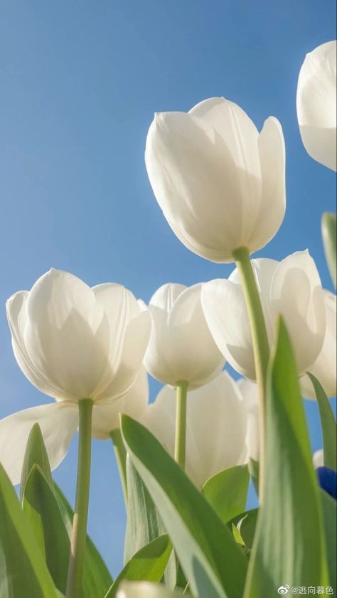 Iphone Spring Wallpaper, Easter Wallpaper, Nothing But Flowers, Wallpaper Nature Flowers, Spring Wallpaper, Flower Therapy, White Tulips, Beautiful Bouquet Of Flowers, Flower Phone Wallpaper