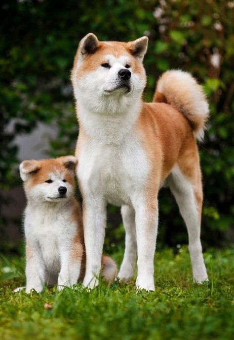 Akita Inu Puppy, Japanese Dog Breeds, Cute Husky Puppies, Japanese Akita, Akita Puppies, Most Beautiful Dogs, Cute Husky, Akita Inu, Japanese Dogs