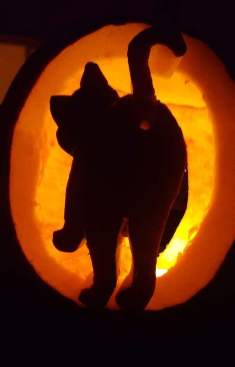 Pete The Cat Pumpkin Carving, Pumpkin Inside A Pumpkin Carving, Cat Butthole Pumpkin Carving, Pumpkin Carving Animal Crossing, Pumpkin Carving Ideas Harry Styles, Bat Jack O Lantern, Animal Pumpkin Carving Ideas, Cat Jack O Lanterns, Pumpkin Carving Cat