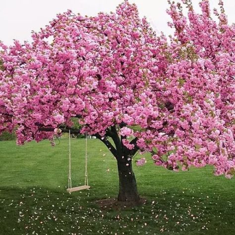 Tree swing Spring Scenery, Flowering Cherry Tree, Sakura Tree, Pink Trees, Cherry Blossom Tree, Blossom Trees, Cherry Tree, Landscape Trees, Flowering Trees