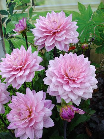 Karma Prospero Dahlia Karma Prospero, Delilah Flower, Beauty And The Beast Flower, Growing Dahlias, Gardening Hacks, Dahlia Flower, Flowers Garden, Floral Garden, Flower Farm