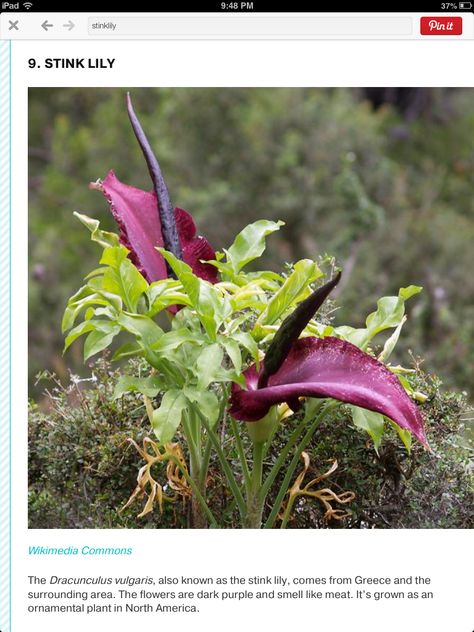 In my garden stink lily~ smells like meat! Bad meat! Dracunculus Vulgaris, Carrion Flower, Stone Cactus, Gothic Flowers, Smelling Flowers, Unusual Plants, Unusual Flowers, Bonsai Plants, Herbaceous Perennials