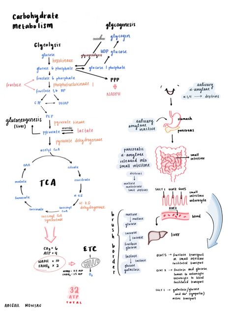 #onesheet #procreate #nutrition #biochemistry #carbohydrates #metabolism #creative #medical #school #art Carbohydrate Metabolism, Biochemistry Notes, Organic Chemistry Study, Mcat Study, Study Biology, Medicine Notes, Biology Facts, Medical Student Study, Chemistry Lessons