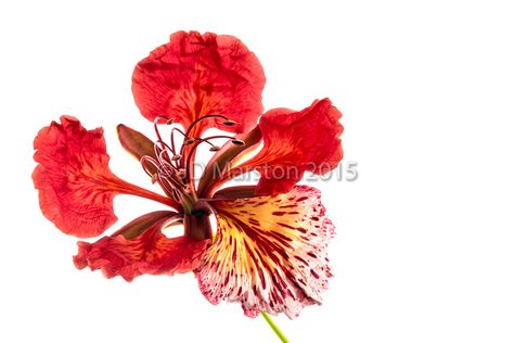 Lilias Trotter, Royal Poinciana Tree, Poinciana Tree, Flamboyant Tree, Delonix Regia, Flower Tat, Royal Poinciana, Flame Tree, Paint Flowers