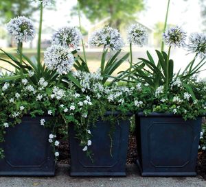 Agapanthus In Pots, White Agapanthus, Agapanthus Plant, Lily Of The Nile, Southern Living Plant Collection, African Lily, Southern Living Plants, Flower Containers, Queen Mum