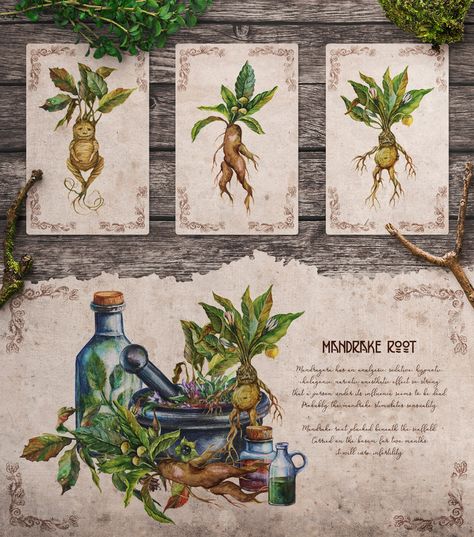 Witch Herbs Drawing, Herbology Harry Potter Printable, Watercolor Herbs, Herb Art, Witch Herbs, Magical Herbs, Art Curriculum, Botanical Illustration, Art Sketches