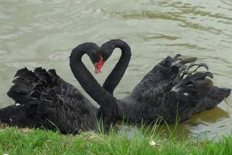 Black Swan Animal, Black Swan Bird, Pin Up Party, Swan Animal, Black Swans, Trumpeter Swan, Heart In Nature, Mute Swan, Peer Group