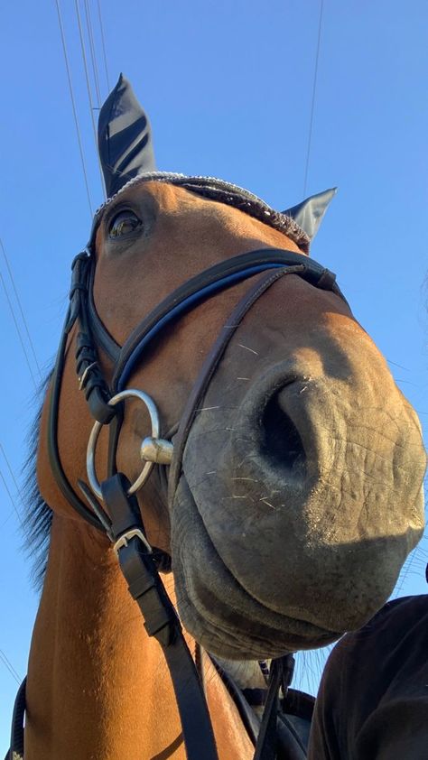 Horseback Riding Outfit, Aesthetic Equestrian, Horse Smiling, Riding Outfit Equestrian, Horse Background, Horsey Life, Horse Riding Aesthetic, Horseback Riding Outfits, Equestrian Aesthetic