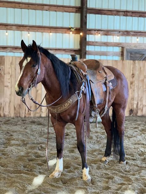 Bay Horse Western, Western Riding Tack, Blue Background Patterns, Horse Riding Aesthetic, Aqha Horses, Country Backgrounds, Rodeo Horses, Bay Horse, Barrel Racing Horses