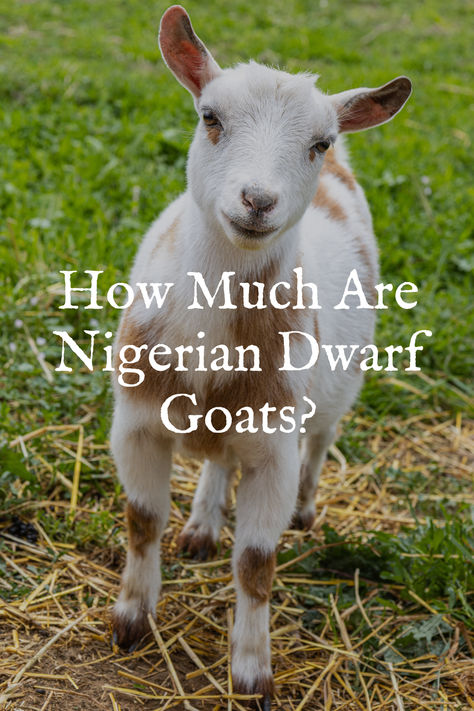 How Much Are Nigerian Dwarf Goats? Complete Cost Guide Regenerative Homestead, Nigerian Goats, Miniature Goats, Pygmy Goats, Nubian Goat, Pygmy Goat, Raising Goats, Goat Farming, Farm Ideas