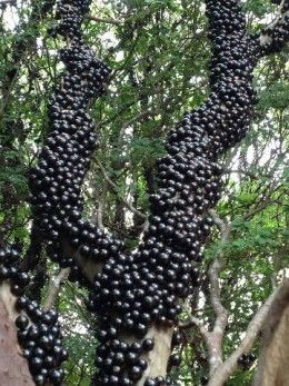 The world's weirdest fruits in terms of looks, tastes, and the ways they grow on trees.  However, it is just one's perception.  If one is local to the fruit habitat, it is not weird at all. Brazilian Fruit, Weird Fruit, Grape Tree, Weird Trees, Flower Seedlings, Fruit Bearing Trees, Strange Fruit, Unique Fruit, Beautiful Fruits